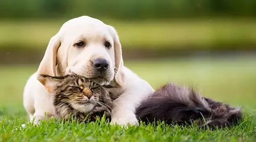 Happy dog with owner in ColoradoSprings